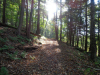 AMY-NATURE-1