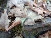 AMY-NATURE-6