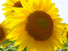 AMY-NATURE-9