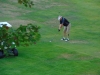 GOLF 2016 46